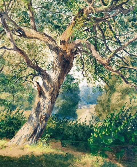 Study Of Trees By Thomas F Collier