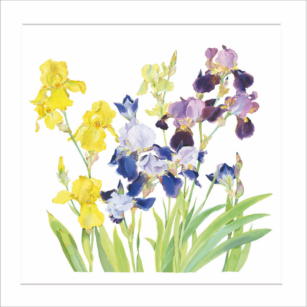 Irises Greetings Card
